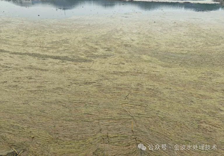 夏季低浊度水1.jpg